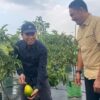 Bupati Irham Jajaki Pengembangan Alpukat Premium dan Agrowisata, Konsel Belajar ke Sentra Pertanian Kediri