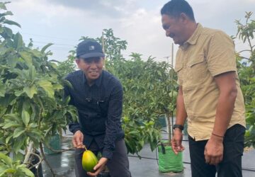 Bupati Irham Jajaki Pengembangan Alpukat Premium dan Agrowisata, Konsel Belajar ke Sentra Pertanian Kediri