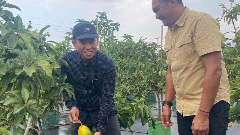 Bupati Irham Jajaki Pengembangan Alpukat Premium dan Agrowisata, Konsel Belajar ke Sentra Pertanian Kediri